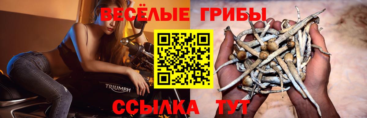 Псилоцибиновые грибы Cubensis Ачинск